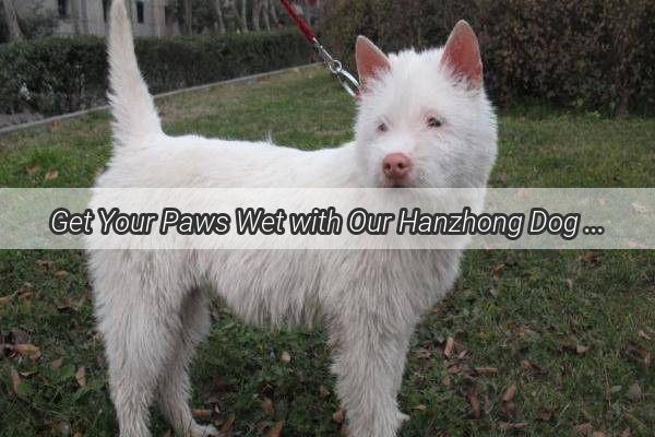 Get Your Paws Wet with Our Hanzhong Dog Bathing Group Deal  Save Big on Pet Spa Treatments